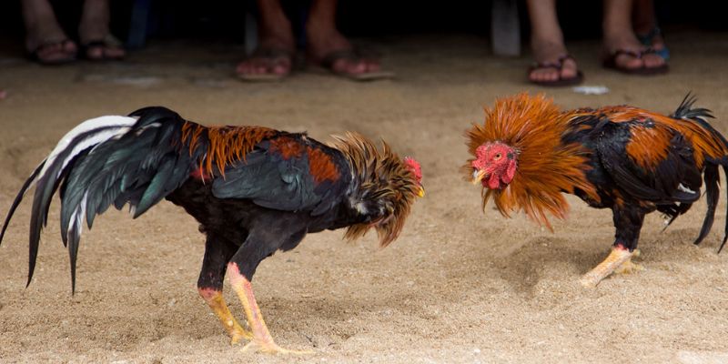 Một vài trường hợp cần lưu ý khi áp dụng luật chấp