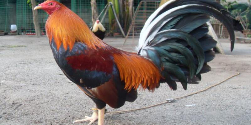 Thông tin giới thiệu chi tiết về gà Kelso đến anh em